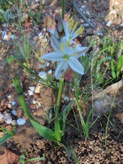 Chlorophytum graminifolium
