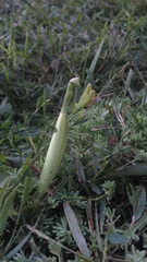 Mantis religiosa