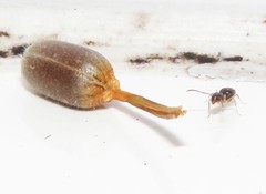 Technomyrmex pallipes