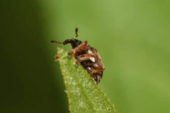 Nanophyes brevis