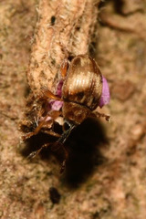 Nanophyes brevis