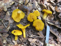 Cantharellus tenuithrix
