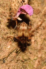 Nanophyes brevis