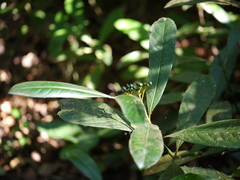Psychotria flavida