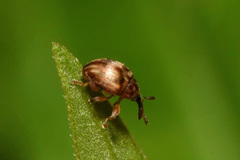 Nanophyes brevis
