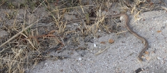 Psammophis notostictus