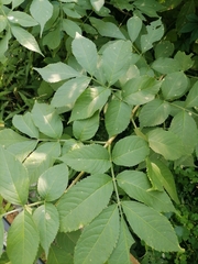 Sambucus nigra