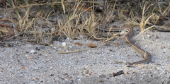 Psammophis notostictus