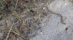 Psammophis notostictus