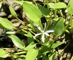 Heteranthera