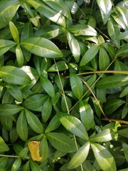 Vinca minor