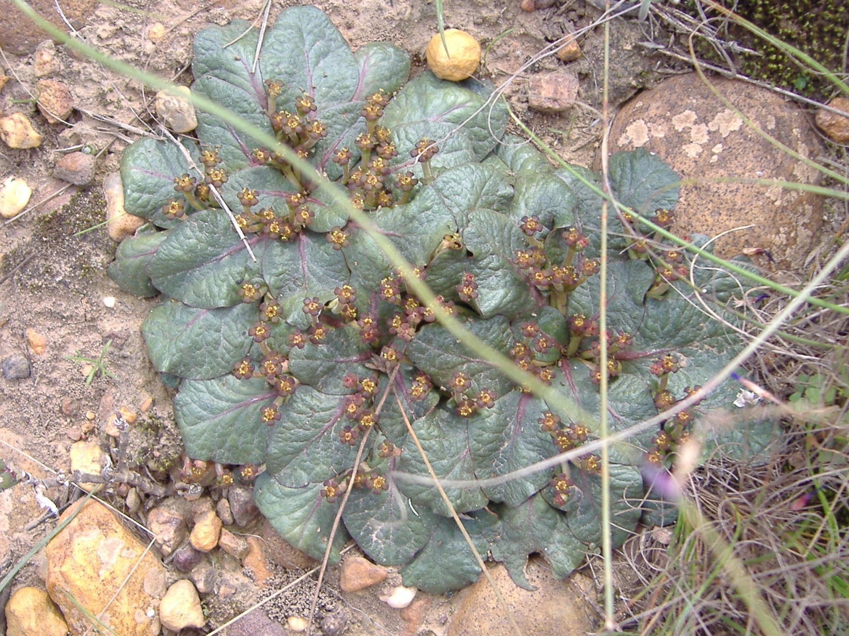 Euphorbia ecklonii
