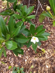 Gordonia lasianthus