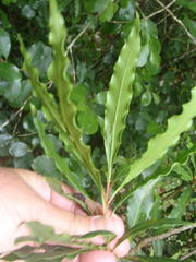 Oxytate argenteooculata