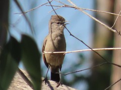 Cercotrichas coryphoeus coryphoeus