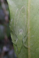 Oxytate argenteooculata