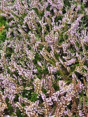 Calluna