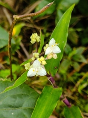 Tripogandra serrulata