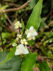 Tripogandra serrulata