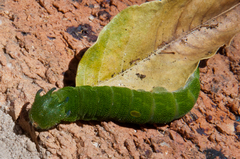 Charaxes brutus natalensis