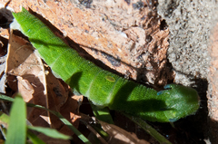 Charaxes brutus natalensis