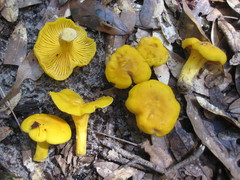 Cantharellus tenuithrix