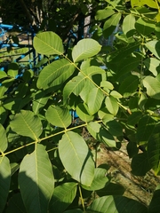 Juglans regia