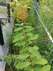 Spiraea