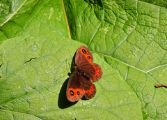 Erebia ligea