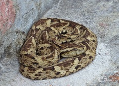 Bothrops leucurus