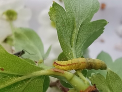 Perizoma alchemillata