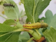 Perizoma alchemillata