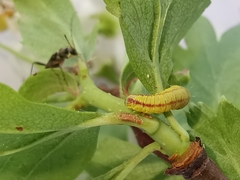 Perizoma alchemillata