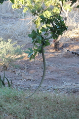 Dispholidus typus typus