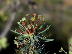 Euphorbia loricata