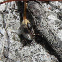 Anoplolepis steingroeveri