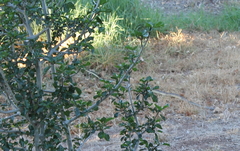 Dispholidus typus typus