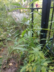 Torilis japonica