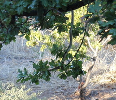 Dispholidus typus typus