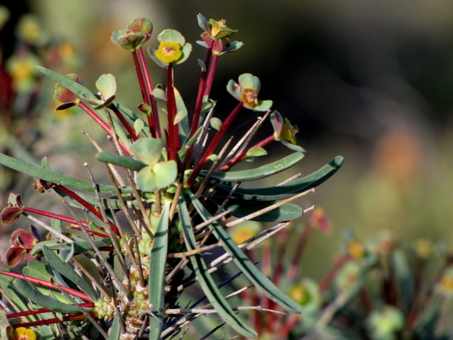 Euphorbia loricata