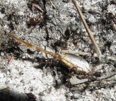 Anoplolepis steingroeveri