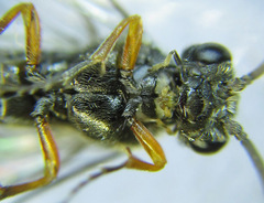 Dolerus vestigialis
