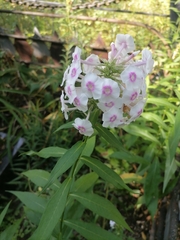Phlox paniculata