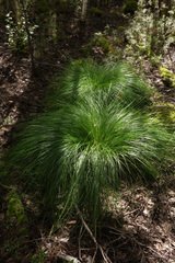 Carex pediformis macroura
