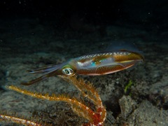 Sepioteuthis lessoniana