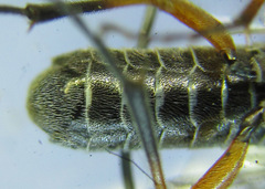 Dolerus vestigialis
