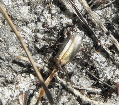 Anoplolepis steingroeveri