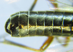 Dolerus vestigialis