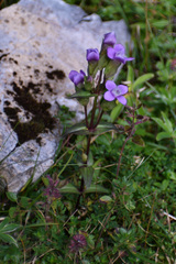 Gentianella campestris