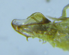 Dolerus vestigialis